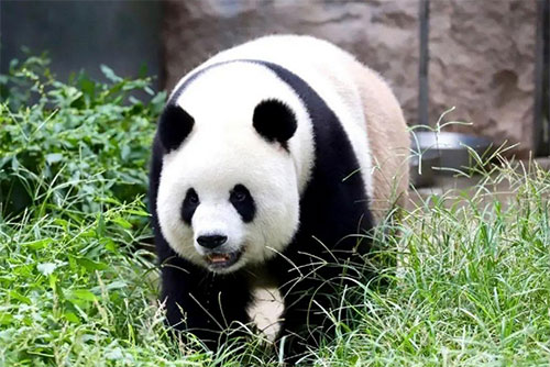 大熊猫为什么被视为中国的国宝